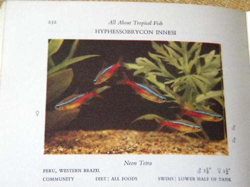 ALL ABOUT TROPICAL FISH  by Derek McInerny  and  Geoffrey Gerard
