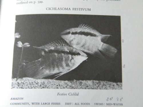 ALL ABOUT TROPICAL FISH  by Derek McInerny  and  Geoffrey Gerard