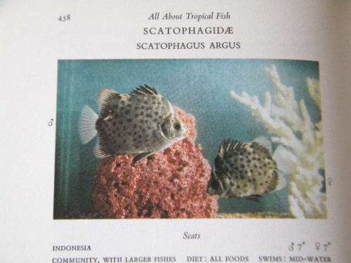 ALL ABOUT TROPICAL FISH  by Derek McInerny  and  Geoffrey Gerard