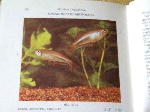 ALL ABOUT TROPICAL FISH  by Derek McInerny  and  Geoffrey Gerard