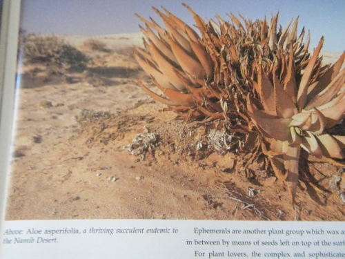JOURNEY THROUGH NAMIBIA  by Mohamed Amin, Duncan Willetts and Tahir Shah