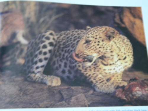 JOURNEY THROUGH NAMIBIA  by Mohamed Amin, Duncan Willetts and Tahir Shah