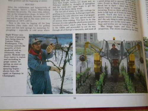 SAINSBURY`S BOOK OF WINE  by Oz Clarke