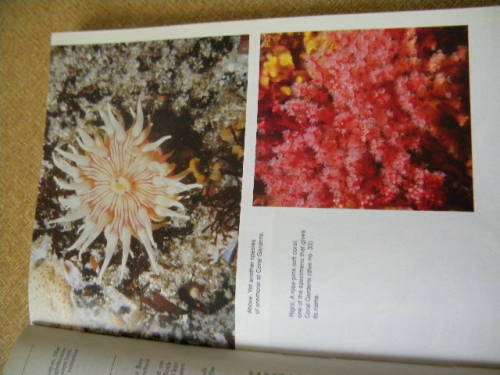 THE DIVE SITES OF SOUTH AFRICA  Guide to 170 coastal and inland dive destinations by Anton Koornhof