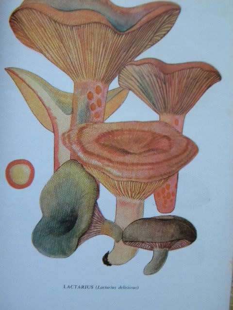 SOME SOUTH AFRICAN EDIBLE AND POISONOUS & INEDIBLE FUNGI  by E.L. Stephens & M.M. Kidd