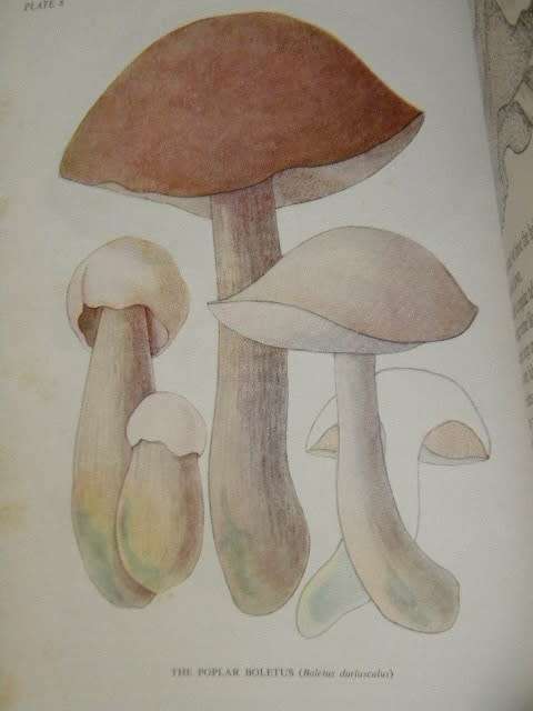 SOME SOUTH AFRICAN EDIBLE AND POISONOUS & INEDIBLE FUNGI  by E.L. Stephens & M.M. Kidd