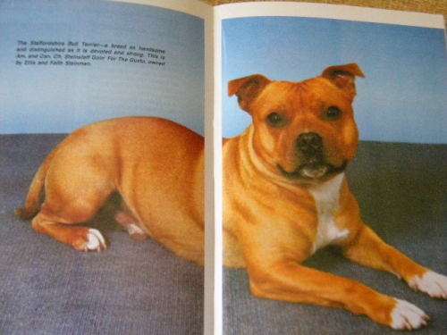 STAFFORDSHIRE BULL TERRIERS  by Anna Katherine Nicholas
