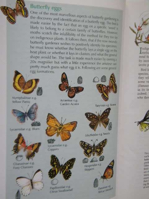 BUTTERFLY GARDENING IN SOUTH AFRICA  by Jill Reid