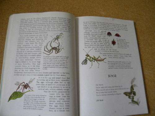BUTTERFLY GARDENING IN SOUTH AFRICA  by Jill Reid