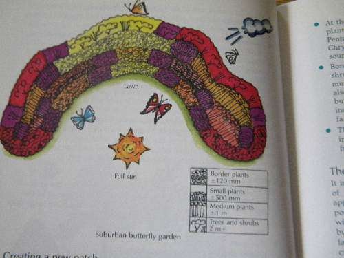 BUTTERFLY GARDENING IN SOUTH AFRICA  by Jill Reid