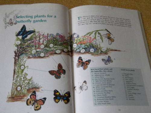 BUTTERFLY GARDENING IN SOUTH AFRICA  by Jill Reid