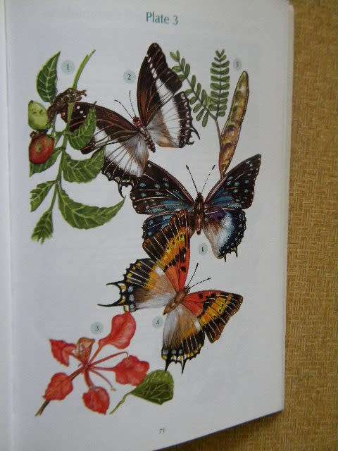 BUTTERFLY GARDENING IN SOUTH AFRICA  by Jill Reid