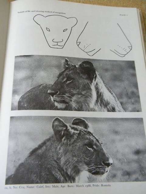 THE SOCIAL LIFE OF THE LION  by Judith A Rudnai  (Behaviour of wild lions in Nairobi National Park)