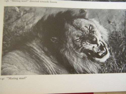 THE SOCIAL LIFE OF THE LION  by Judith A Rudnai  (Behaviour of wild lions in Nairobi National Park)
