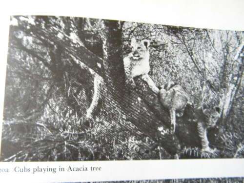 THE SOCIAL LIFE OF THE LION  by Judith A Rudnai  (Behaviour of wild lions in Nairobi National Park)