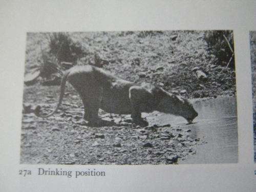 THE SOCIAL LIFE OF THE LION  by Judith A Rudnai  (Behaviour of wild lions in Nairobi National Park)