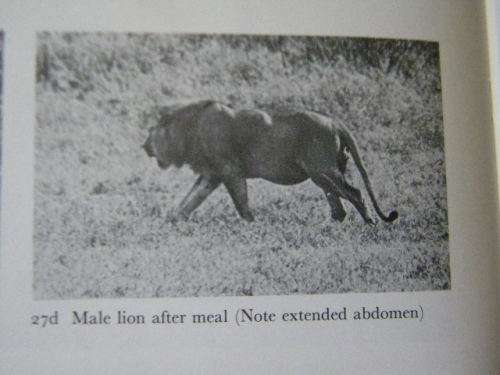 THE SOCIAL LIFE OF THE LION  by Judith A Rudnai  (Behaviour of wild lions in Nairobi National Park)