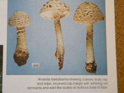 A FIELD GUIDE: MUSHROOMS OF SOUTHERN AFRICA  by G.C.A. vd Westhuizen & Albert Eicker