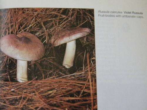 A FIELD GUIDE: MUSHROOMS OF SOUTHERN AFRICA  by G.C.A. vd Westhuizen & Albert Eicker