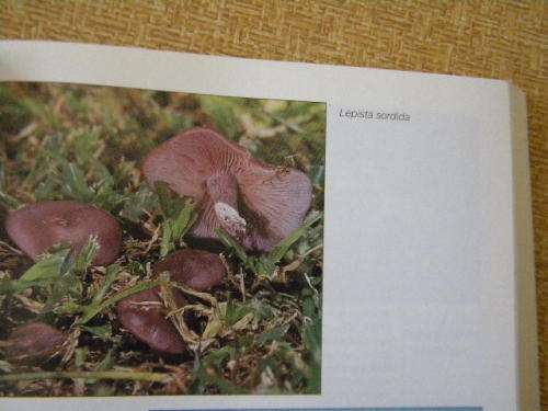 A FIELD GUIDE: MUSHROOMS OF SOUTHERN AFRICA  by G.C.A. vd Westhuizen & Albert Eicker