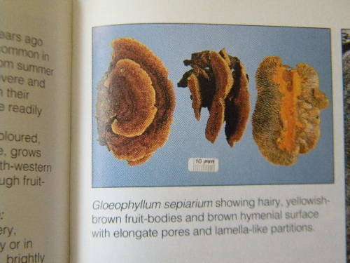 A FIELD GUIDE: MUSHROOMS OF SOUTHERN AFRICA  by G.C.A. vd Westhuizen & Albert Eicker