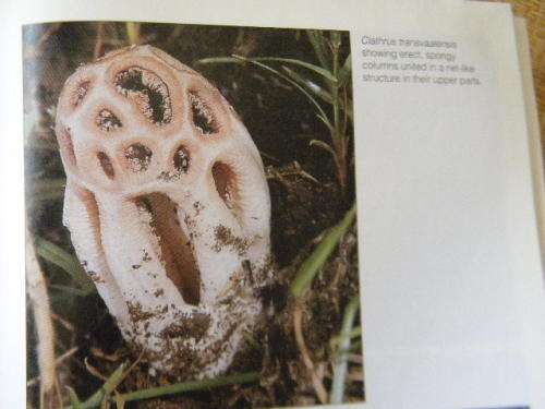 A FIELD GUIDE: MUSHROOMS OF SOUTHERN AFRICA  by G.C.A. vd Westhuizen & Albert Eicker