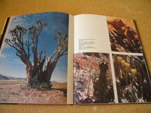 NAMAQUALAND  Thirstland in bloom  Text: A. A. J. van Niekerk  Photographer: Chris Jansen
