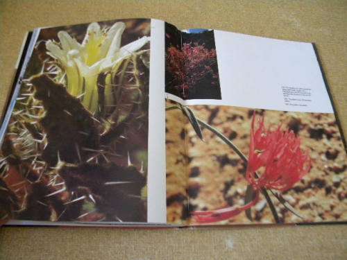 NAMAQUALAND  Thirstland in bloom  Text: A. A. J. van Niekerk  Photographer: Chris Jansen