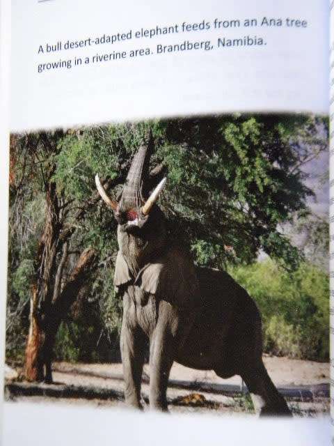 A PLEA FOR THE ELEPHANTS  Can Africa`s Elephants be saved?  by Kevin Parkinson  (SIGNED)