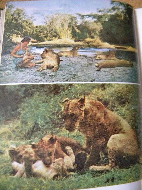 LIVING FREE The Story of Elsa and her Cubs by Joy Adamson