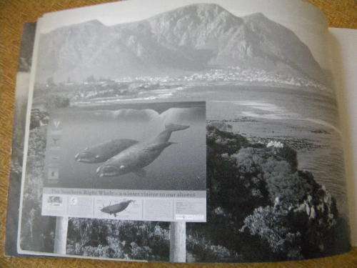 THE WHALES OF WALKER BAY  Written and illustrated by Noel Ashton