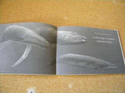 THE WHALES OF WALKER BAY  Written and illustrated by Noel Ashton