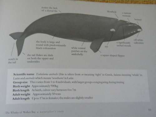 THE WHALES OF WALKER BAY  Written and illustrated by Noel Ashton