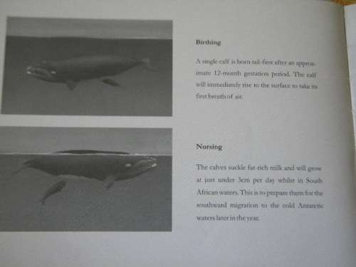 THE WHALES OF WALKER BAY  Written and illustrated by Noel Ashton