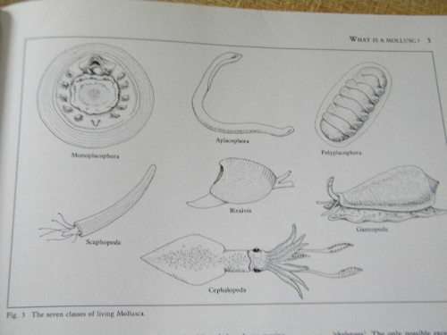 SEA SHELLS OF SOUTHERN AFRICA by Richard Kilburn Elizabeth Rippey