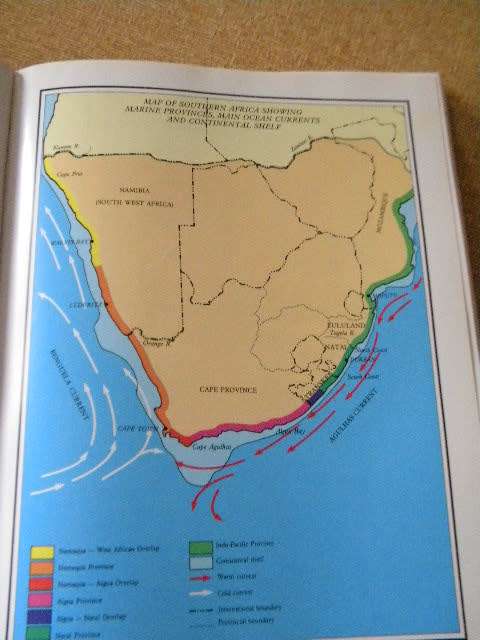 SEA SHELLS OF SOUTHERN AFRICA by Richard Kilburn Elizabeth Rippey