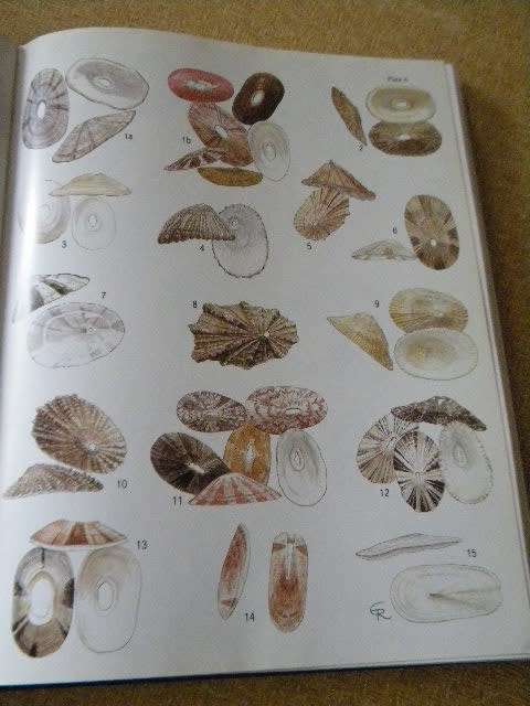 SEA SHELLS OF SOUTHERN AFRICA by Richard Kilburn Elizabeth Rippey