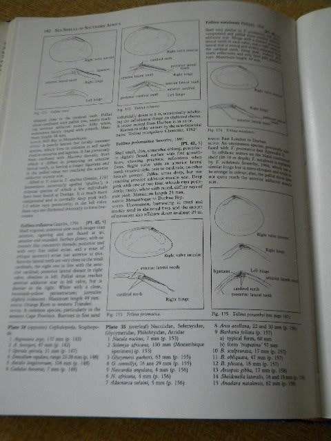SEA SHELLS OF SOUTHERN AFRICA by Richard Kilburn Elizabeth Rippey