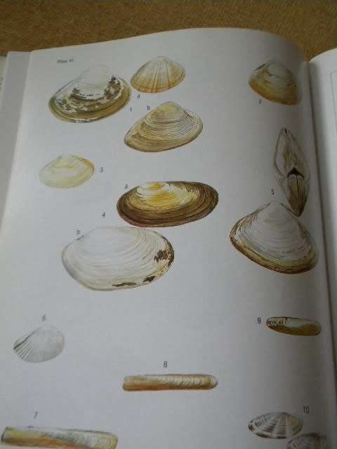 SEA SHELLS OF SOUTHERN AFRICA by Richard Kilburn Elizabeth Rippey