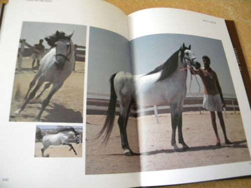 SPIRIT OF THE WIND  The horse in Saudi Arabia  IMMEL Publishing