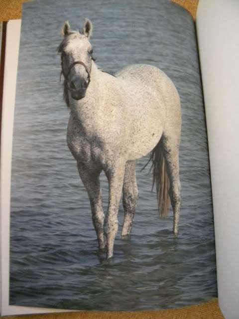 SPIRIT OF THE WIND  The horse in Saudi Arabia  IMMEL Publishing