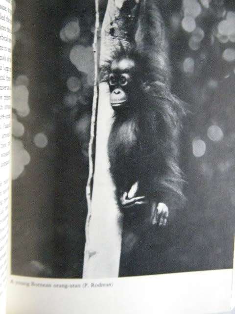 THE RED APE  Orang-utans and Human Origins  by Jeffrey H. Schwartz