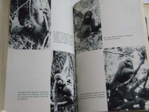 THE RED APE  Orang-utans and Human Origins  by Jeffrey H. Schwartz