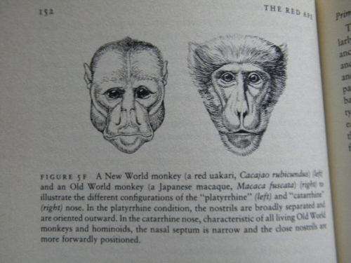 THE RED APE  Orang-utans and Human Origins  by Jeffrey H. Schwartz