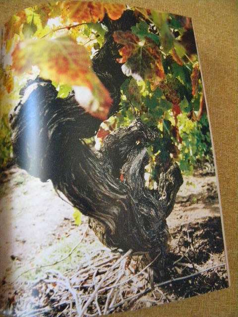 A GOOD NOSE and GREAT LEGS The art of wine from the vine to the table  by Robert Geddes
