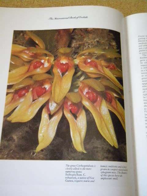 THE INTERNATIONAL BOOK OF ORCHIDS  by L. Francis Hunt