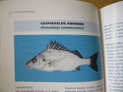 SOUTWATERHENGEL IN SUID-AFRIKA deur Hennie Crous