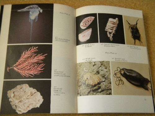 TSITSIKAMA SHORE / TSITSIKAMAKUS  by R.M. Tietz and Dr. G.A. Robinson