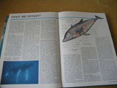 WHALES AND DOLPHINS  by Dr. Anthony R. Martin and international team of experts
