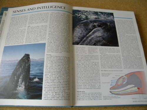 WHALES AND DOLPHINS  by Dr. Anthony R. Martin and international team of experts